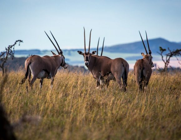 Borat Preservation Efforts